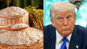 भारताचा तांदळाचा इतिहास काय ? ट्रम्प यांची टॅरिफ धमकी त्यांच्याच अंगलट.