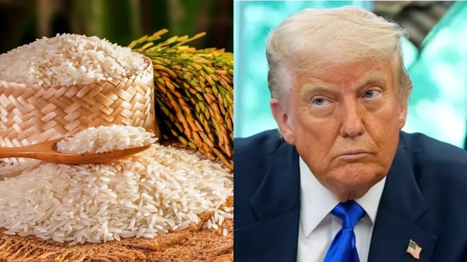 भारताचा तांदळाचा इतिहास काय ? ट्रम्प यांची टॅरिफ धमकी त्यांच्याच अंगलट