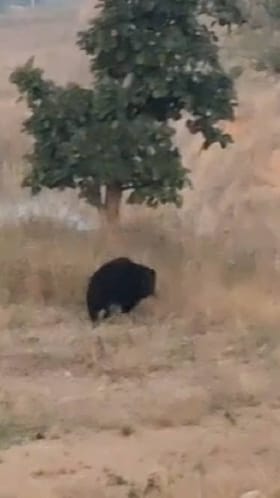 भंडाऱ्याच्या चप्राड पहाडीवर अस्वलाचे दर्शन, व्हिडीओ व्हायरल....