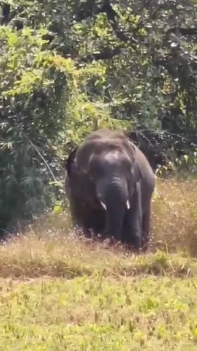 सिंधुदुर्ग वन खात्याकडे हर्तीचे व्यवस्थापन करण्यासाठी योजनाच नाही