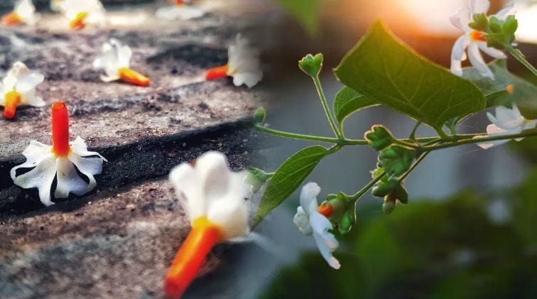 मधुकामिनी या फुलालाही स्वगार्तले फुल म्हटले जाते. हे पांढऱ्या रंगाचे फुल असते. काही ठिकाणी हे फुल निळ्या रंगाचेही असते. या फुलाचा सुगंधही चांगला असतो. वास्तूशास्त्रामध्येही या फुलाला फार महत्त्व आहे.