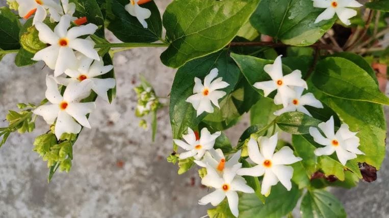 गोकर्णीच्या फुलालाही स्वर्गातील फुल म्हटले जाते. गोकर्णीचे फुल हे निळ्या रंगाचे असते. बाग, घरात या फुलांना आवर्जून लावले जाते. गोकर्णीच्या फुलांना आयुर्वेदातही वेगळे महत्त्व आहे. शुभ प्रसंगी सजावटीसाठी गोकर्णीची फुलं आवर्जुन वापरतात.