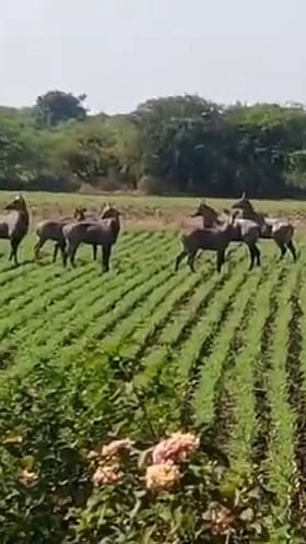 परभणीच्या सावंगी परिसरात रोहींचा वाढता उच्छाद, शेतकऱ्यांच्या पिकांचे मोठे नुकसान.