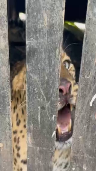 पुण्याच्या शिरूरमध्ये बिबट्याची दहशत, पिंपरखेडमध्ये 21 वा बिबट्या जेरबंद