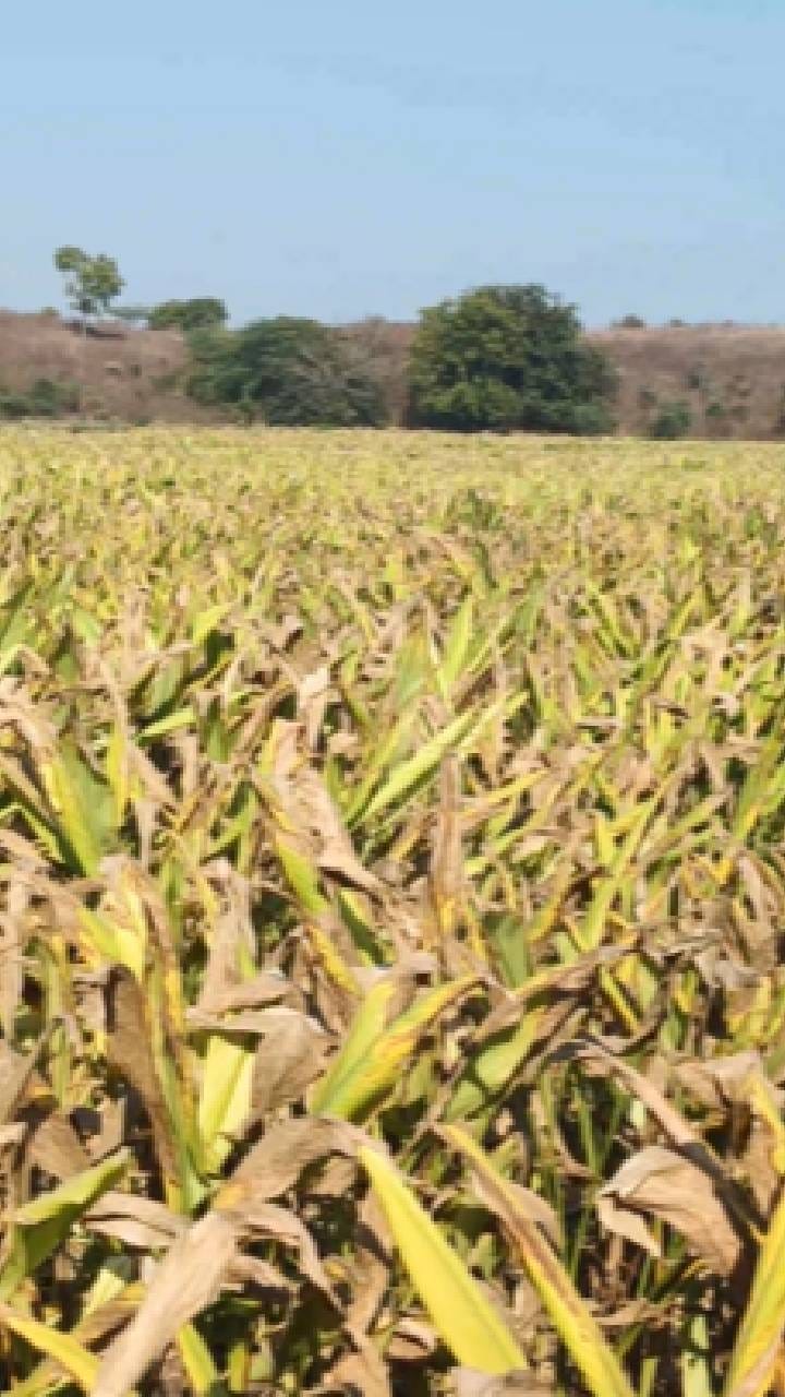 हळद लागवडीकडे शेतकऱ्यांचा कल, कृषी विभागाने..