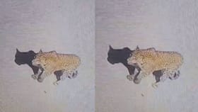 पुण्याच्या वाघोलीत बिबट्याचा धुमाकूळ, सीसीटीव्हीत झाला कैद