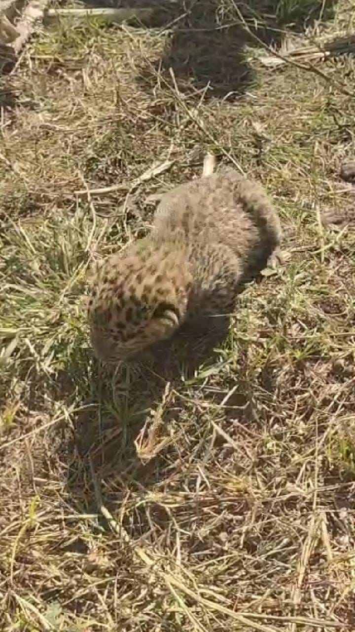 मंचर वनपरिसरात बिबट्यांच्या हालचालीमुळे नागरिकांमध्ये भीती