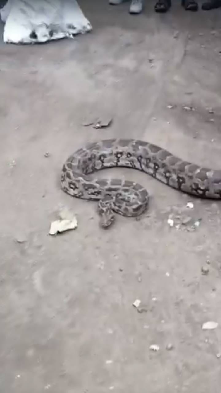 पवईतील आयआयटीजवळ आढळले 2 अजगर; विद्यार्थ्यांमध्ये खळबळ