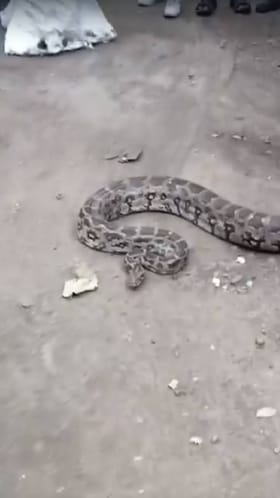 पवईतील आयआयटीजवळ आढळले 2 अजगर; विद्यार्थ्यांमध्ये खळबळ