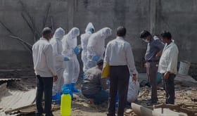 आफ्रिकन स्वाईन फिव्हरमुळे जिल्ह्यात घबराट, पशुसंवर्धन विभागाची कारवाई.