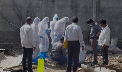 आफ्रिकन स्वाईन फिव्हरमुळे या जिल्ह्यात घबराट, पशुसंवर्धन विभागाची मोठी कारवाई