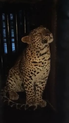 Pune : रांजणगाव एमआयडीसीत लावलेल्या पिंजऱ्यात बिबट्या जेरबंद.