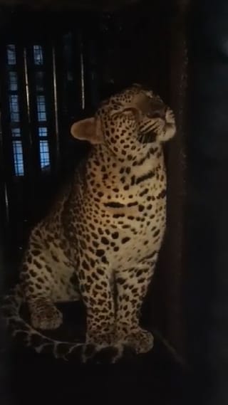 Pune : रांजणगाव एमआयडीसीत लावलेल्या पिंजऱ्यात बिबट्या जेरबंद