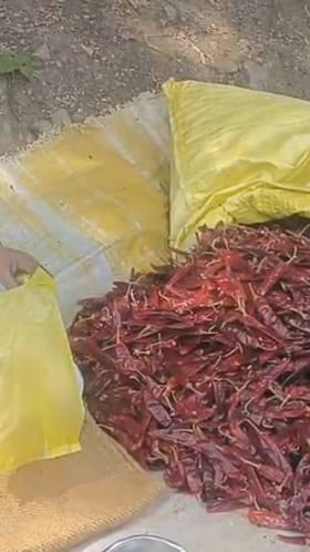 हिवाळ्यात चविष्ट आणि पोषक मिरचींची मागणी.