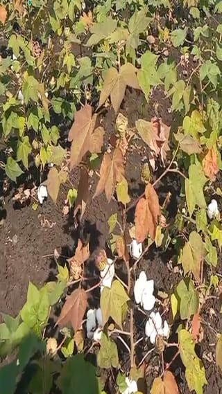 कारंजा तालुक्यात कपाशी पिकावर लाल्या रोगाचा प्रादुर्भाव, शेतकरी चिंतेत