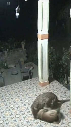 शेतकऱ्याच्या घरासमोर राखण करणाऱ्या पाळीव कुत्र्यावर बिबट्याचा हल्ला, थरार CCTV मध्ये कैद