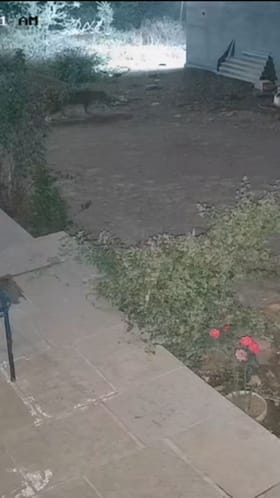 थरार! बिबट्याचा पाळीव कुत्र्यावर हल्ला; घटना सीसीटीव्हीत कैद.