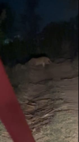 ट्रॅक्टरसमोर अचानक आला बिबट्या अन् जे झालं ते...