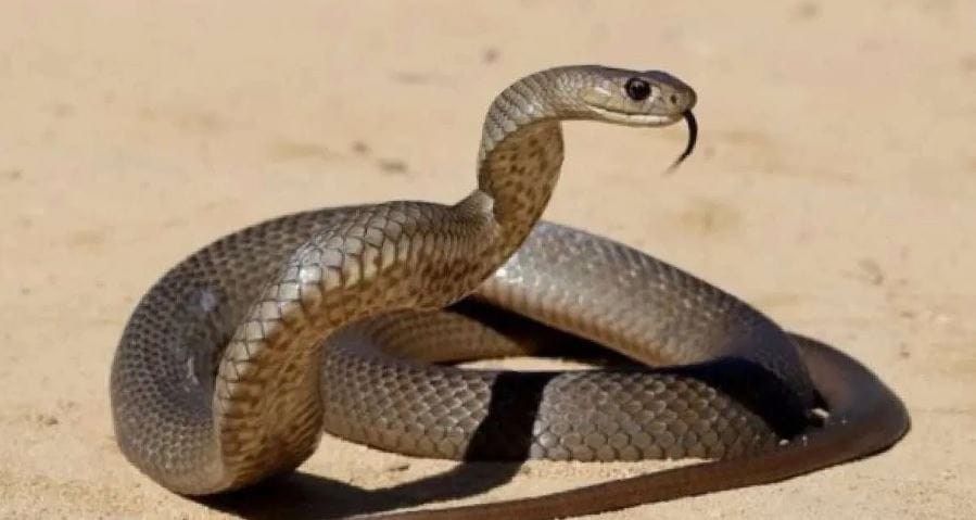 लाईम रोग, हंताव्हायरस, लेप्टोस्पायरोसीस यासारख्या आजारांचे कारण असणाऱ्या जीवांना साप खाऊन टाकतो. त्यामुळे सापच नसतील तर मानवाला हे आजार होण्याचे प्रमाण वाढेल. त्यामुळेच सापांचे अस्तित्त्व हे मानवासाठी तसेच जीवसृष्टीसाठी फार महत्त्वाचे आहे.