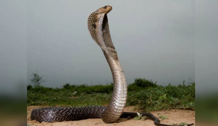 समोर साप दिसला की अनेकजण घाबरतात. सापाच्या अनेक जाती या विषारी असतात. या विषारी सापांनी दंश केल्यास व्यक्तीचा मृत्यू होऊ शकतो. याच भीतीपोटी जवळपास प्रत्येकजण सापाला घाबरतो. साप दिसताक्षणी अनेकजण त्याला मारून टाकतात. सापांना मारण्याचे प्रमाण वाढल्यामुळे तसेच वातावरणीय बदलांमुळे सापाच्या अनेक प्रजाती नष्ट झालेल्या आहेत.