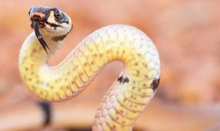 काही प्रजातींचे अस्तित्वच धोक्याच येण्याच्या मार्गावर आहे. असे असताना जो-तो साप दिसला की त्याला अगोदर मारून टाकण्याचाच प्रयत्न करतो. त्यामुळे जगातले सगळेच साप नष्ट झाले तर काय होणार? याचा कधी विचार केला आहे. सापाचे या पृथ्वीवर विशेष असे महत्त्व आहे. अन्नसाखळीमध्ये साप फार महत्त्वाची भूमिका बजावतो.