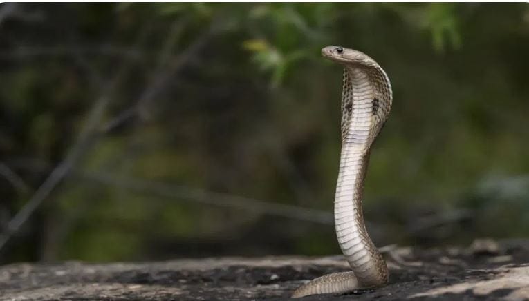 वैद्यकीय विज्ञानातही सापाला फार महत्त्व आहे. सापाच्या विषापासून आजघडीला अनेक औषधी तयार केल्या जातात. पृथ्वीवरचे सापच नष्ट झाले तर या औषधी तयार करता येणार नाही. परिणामी काही आजारांवर उपचार करणे कठीण होईल. साप मानवाला अनेक आजार होण्यापासून वाचवतात.
