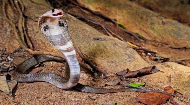 सापाला शेतकऱ्याचा मित्र मानले जाते. कारण साप शेतातील उंदरांना खाऊन टाकतो. यासह साप इतरही काही प्राण्यांची शिकार करतो, यामुळे पृथ्वीची एका प्रकारे मदतच होते. याच पद्धतीने अनेक पक्षी आणि प्राणी सापाला अन्न म्हणून खाऊन टाकतात. पृथ्वीवरील सापच नष्ट झाले तर ही अन्नसाखळी बिघडले परिणामी इतरही अनेक प्राण्यांच्या प्रजातींवर संकट ओढवेल.