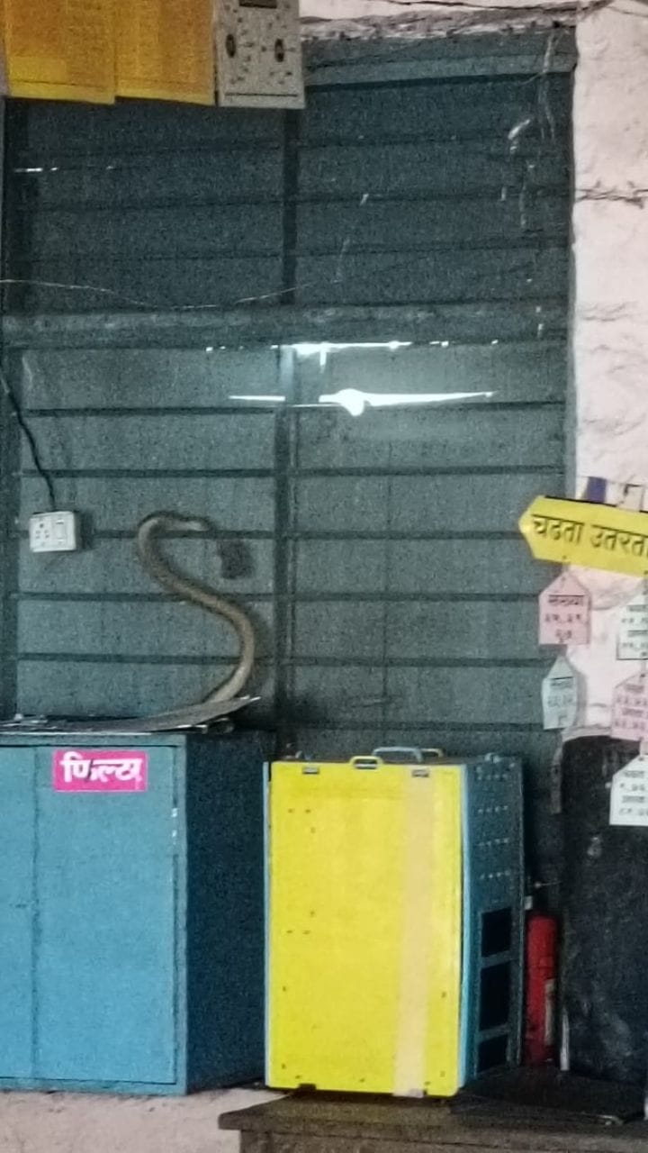 पाटस शाळेत सापांचा शिरकाव; विद्यार्थ्यांच्या सुरक्षेचा प्रश ऐरणीवर