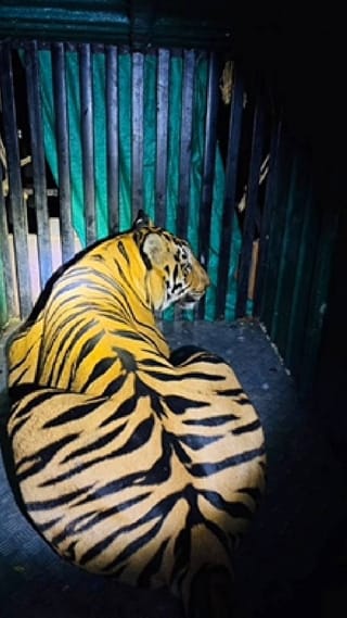 दोन लोकांचा जीव घेणारा हल्लेखोर वाघ जेरबंद