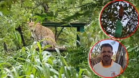 बिअरची बॉटल, नट बोल्ट अन्... बिबट्या पळवण्यासाठी शोधला जालीम उपाय