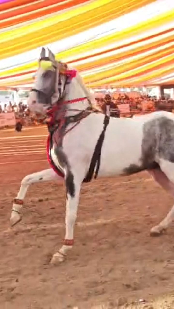 सारंगखेडा चेतक फेस्टिवलमध्ये 15 कोटींचा ब्रह्मोस; घोडेबाजारात 3 कोटींहून अधिक उलाढाल