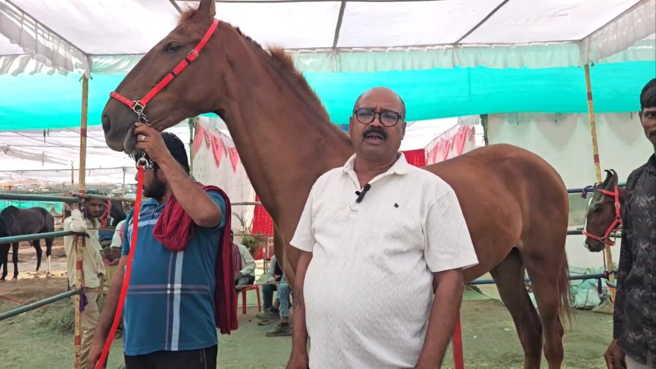 तर पांढऱ्या शुभ्र नुकरा जातीचा व्हाईट कोब्रा हा घोडा देखील चर्चेत असून, त्याची किंमत १ कोटी ७२ लाख रुपये ठेवण्यात आली आहे. या अश्वांची किंमत जशी असते त्याच पद्धतीने त्यांच्या आहार देखील पोषक असतो.