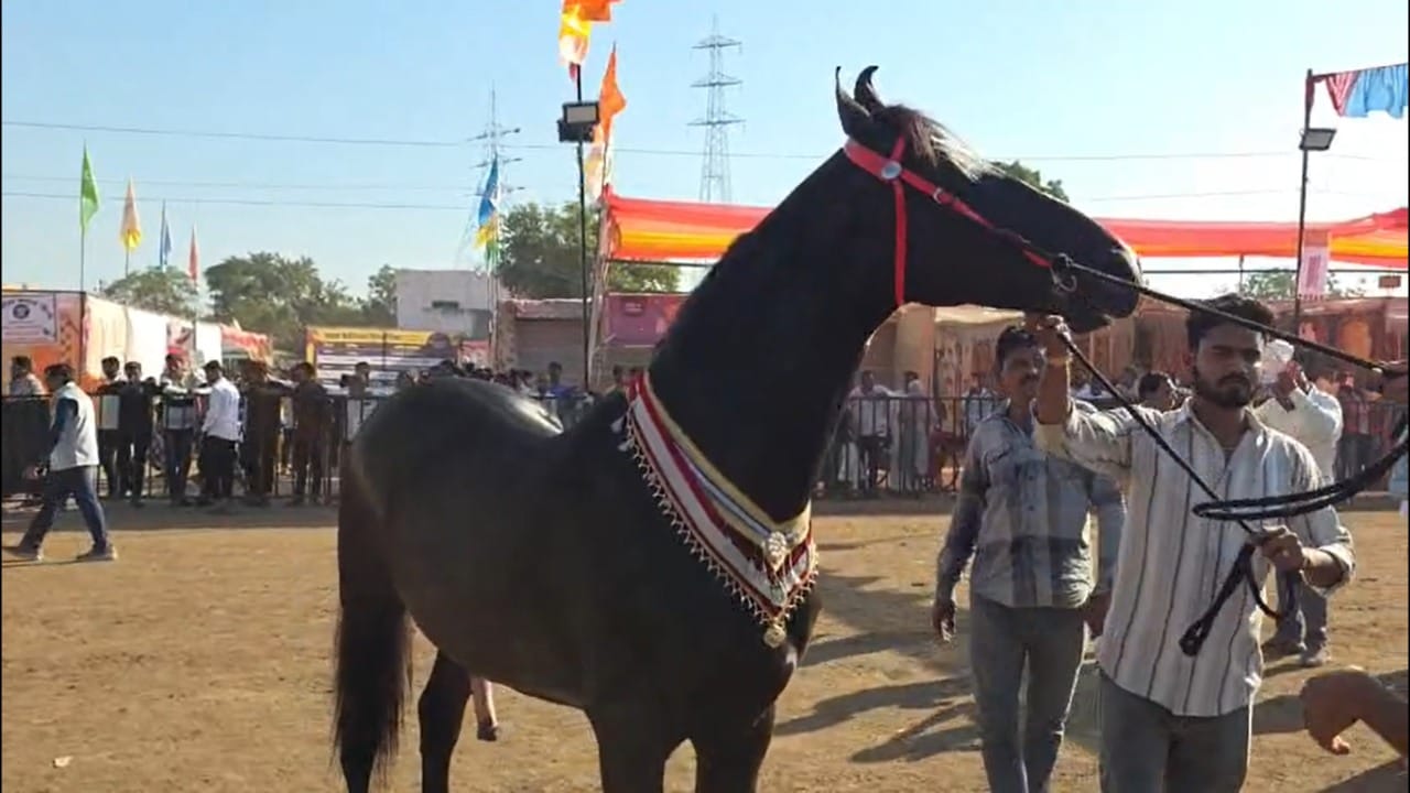 यंदा या अश्व बाजारात ३ हजारांहून अधिक घोडे दाखल झाले आहेत. यंदा मात्र सर्वांचे लक्ष वेधून घेत आहे तो गुजरातचे नागेश देसाई यांचा मारवाडी जातीचा ब्रह्मोस घोडा. या घोड्याला पुष्कर बाजारात ८ कोटींची बोली लागली होती, मात्र मालकांनी त्याची किंमत १५ कोटी रुपये असल्याचे सांगितले आहे.