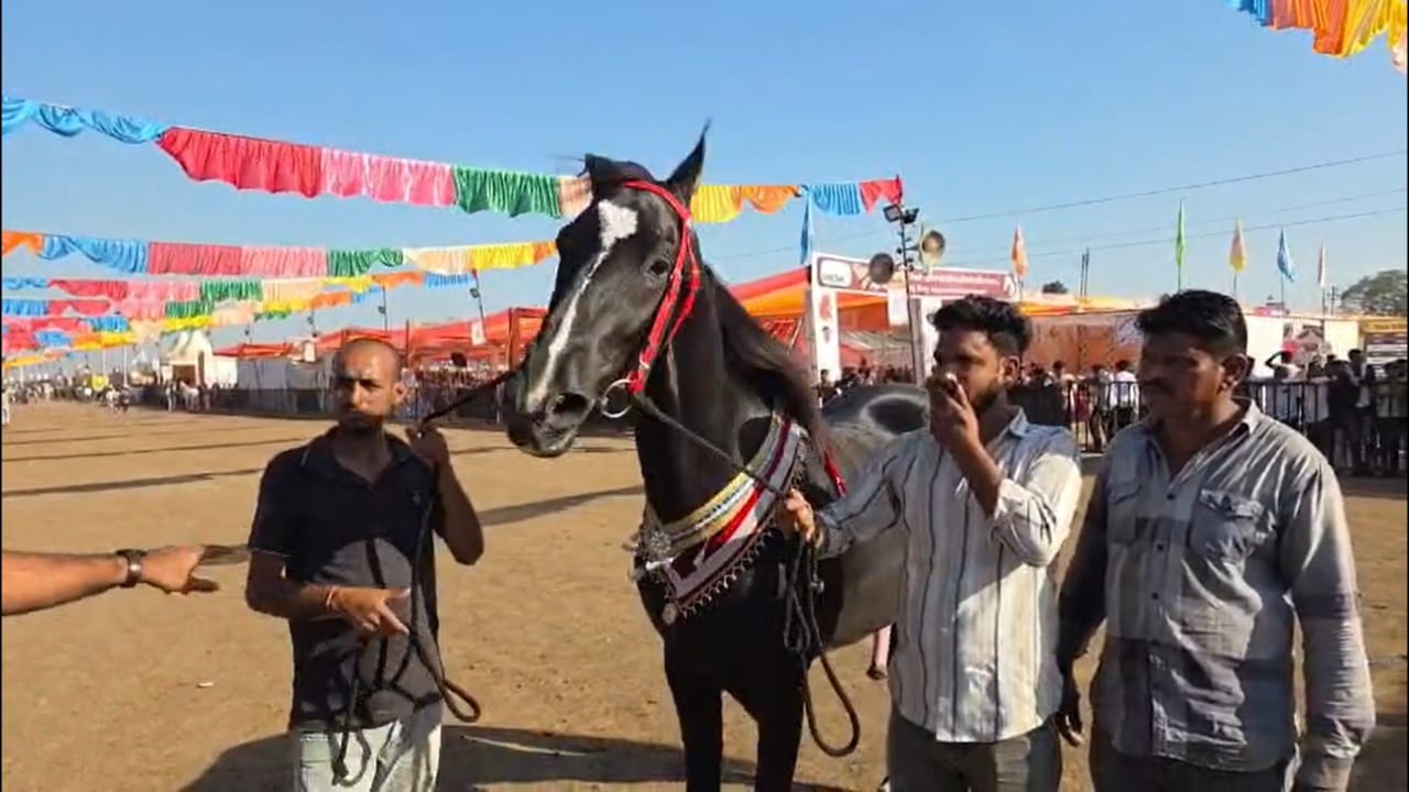 घोडे मालकांसाठी तसेच घोड्यांसाठी येथे आवश्यक सर्व सुविधा मिळत असल्याने हा बाजार सर्वात लोकप्रिय बाजार म्हणून ओळखला जाऊ लागला आहे सारंगखेड्याच्या यात्रेला चारशे वर्षांचा इतिहास लाभला आहे. मात्र २०१२ पासून चेतक फेस्टिवलला सुरुवात झाली आहे.