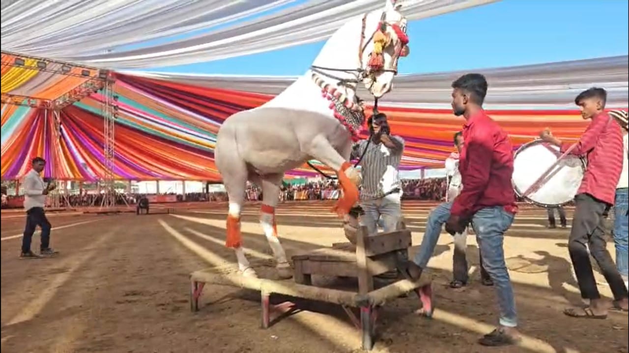 अशा विविध स्पर्धा आयोजित करण्यात आल्या आहेत. या स्पर्धांमध्ये घोड्यांची उंची, चाल, बांधा, रंग, शिस्त यांचा बारकाईने अभ्यास केला जातो. स्पर्धेत विजयी ठरणाऱ्या घोड्यांना ब्रीडिंगसाठी मोठी मागणी असते, त्यामुळे त्यांच्या किंमती लाखो-कोटींमध्ये पोहोचतात.