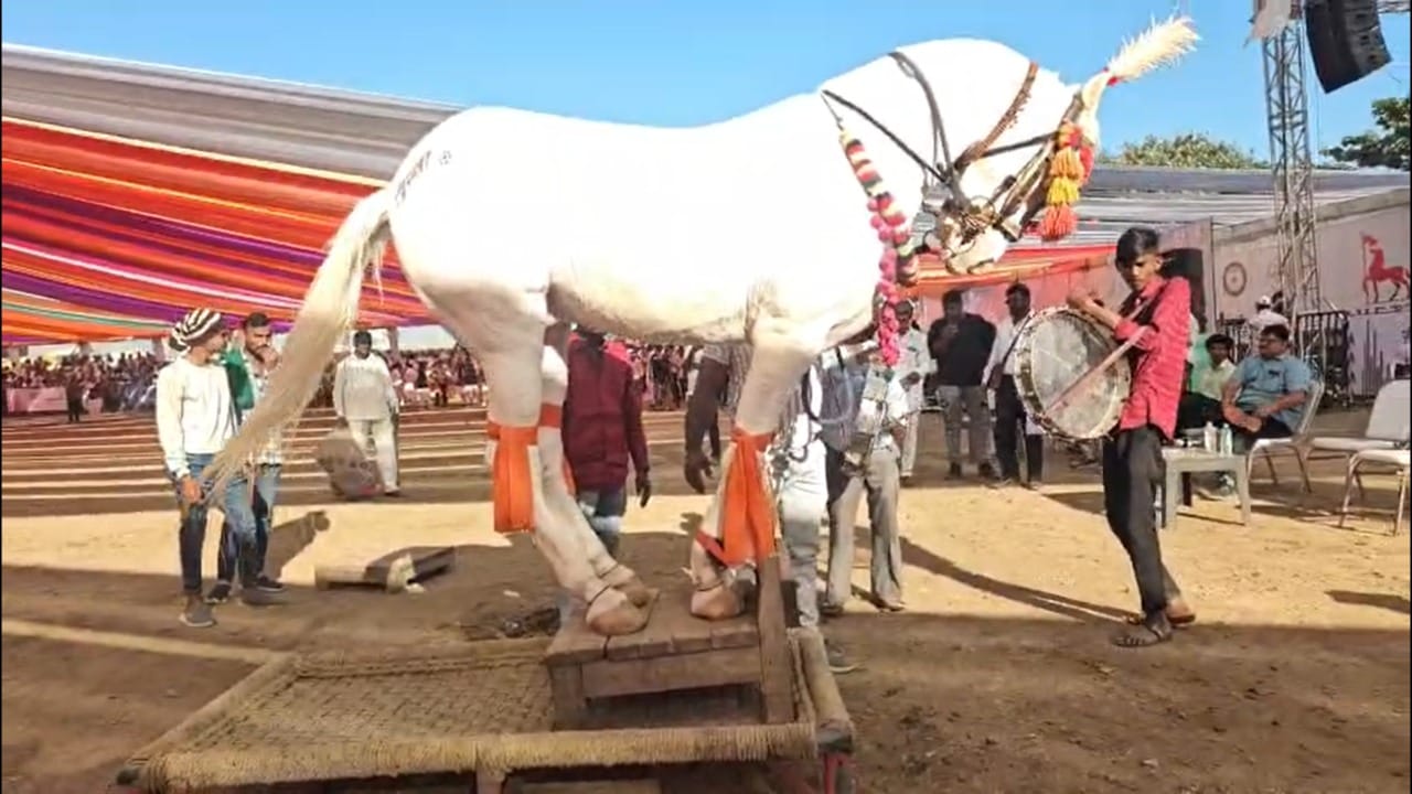 या अश्वांना दूध, तूप, काजू, बदाम, गहू, तांदूळ, हरभरे, बाजरी, सरसोचे तेल, शुद्ध आरो फिल्टरचे पाणी आणि वातावरणानुसार मसाल्यांचा पौष्टिक आहार दिला जात असतो. या अश्व बाजारात ५० हजारांपासून ते तब्बल १५ कोटी रुपयांपर्यंतचे घोडे या बाजारात दाखल झाल्याची माहिती आयोजकांनी दिली आहे.