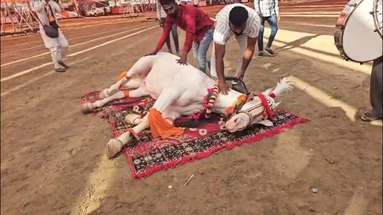 चेतक फेस्टिवलमध्ये जातिवंत आणि उंच अश्व पाहण्याची तसेच थरारक स्पर्धांचा अनुभव घेण्याची संधी मिळते. अश्वांच्या या ऐतिहासिक पंढरीचे वैभव अनुभवायचे असेल, तर सारंगखेड्याला भेट देण्यासाठी एकदा यावे लागेल.