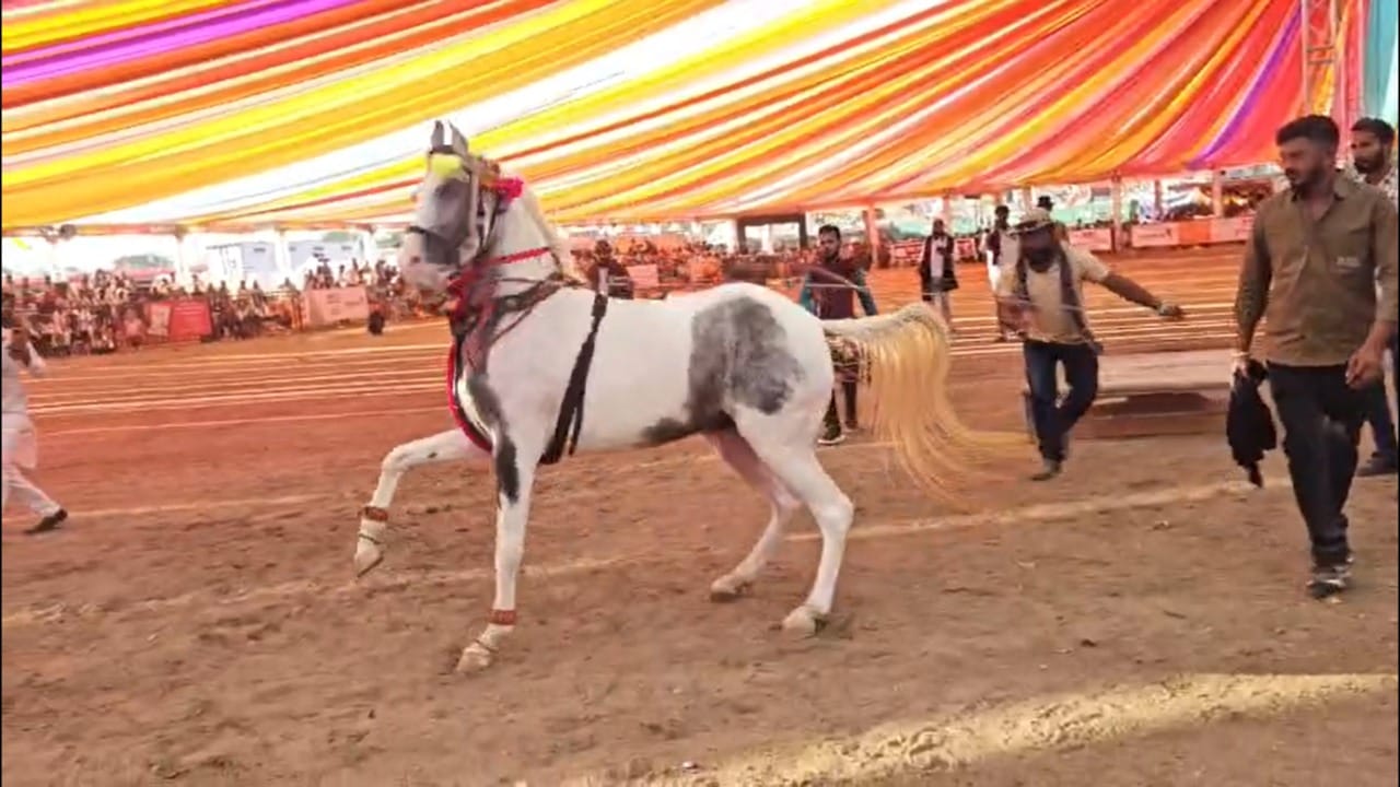 राजस्थानातील पुष्करनंतर देशातील सर्वात मोठा घोडेबाजार म्हणून सारंगखेड्याकडे पाहिले जाते. यंदा ही यात्रा ४ डिसेंबरपासून सुरू झाली असून, या बाजारात आतापर्यंत ३ कोटी रुपयांची उलाढाल झाली आहे. तर २१ डिसेंबरपर्यंत सुरू राहणाऱ्या या बाजारात ५ कोटींहून अधिक उलाढाल होण्याची शक्यता व्यक्त केली जात आहे.