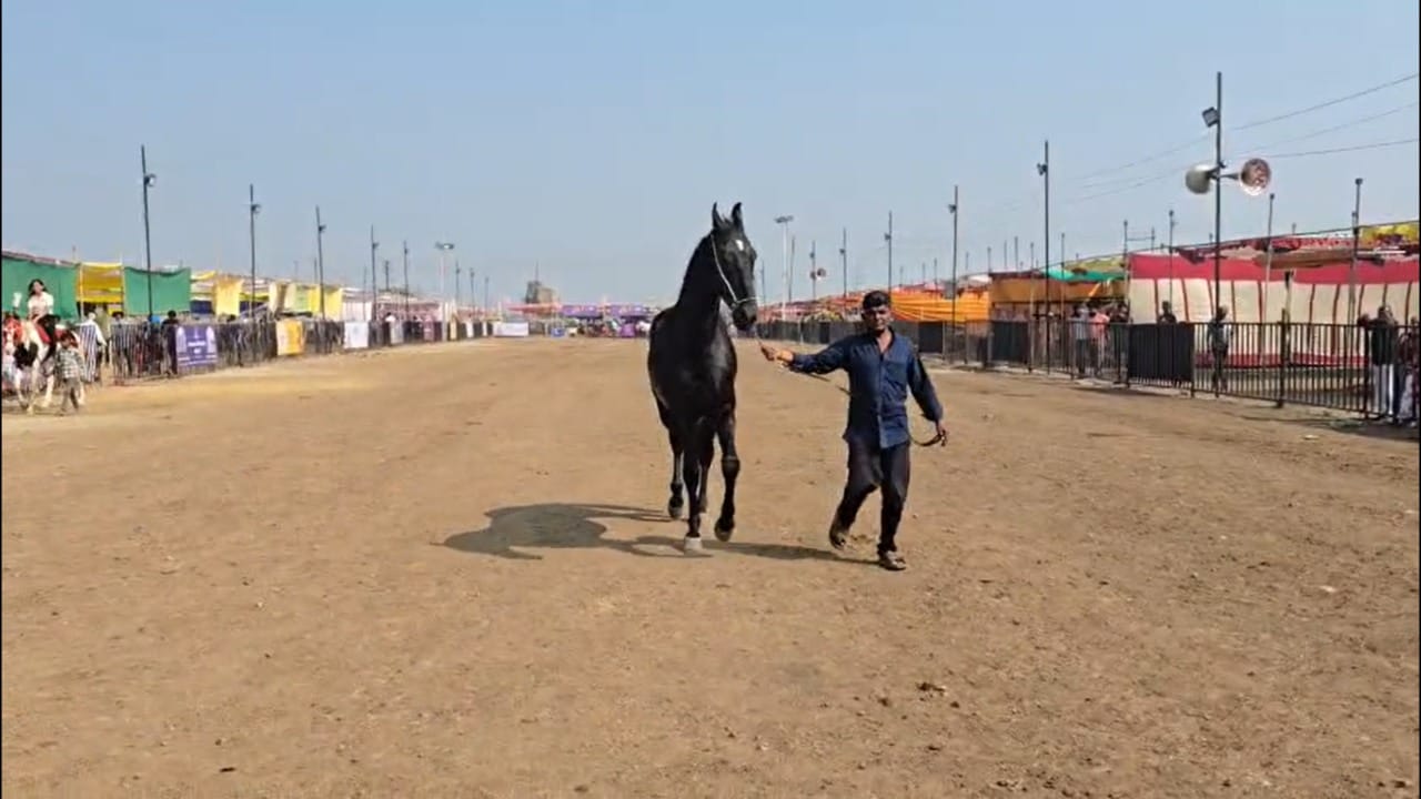 देशातील दुसऱ्या क्रमांकाचा मोठा घोडेबाजार म्हणून सारंगखेड्याची ओळख आहे. या बाजारात केवळ खरेदी-विक्रीच नाही, तर विविध प्रकारच्या स्पर्धांसाठीही घोडे दाखल होतात. रेवाल चाल स्पर्धा, नृत्य स्पर्धा, नुकरा अश्व स्पर्धा, मारवाडी दोन दात मादी व नर अश्व स्पर्धा, मारवाडी मादी व नर अश्व स्पर्धा अशा विविध स्पर्धा आयोजित करण्यात आल्या आहेत.