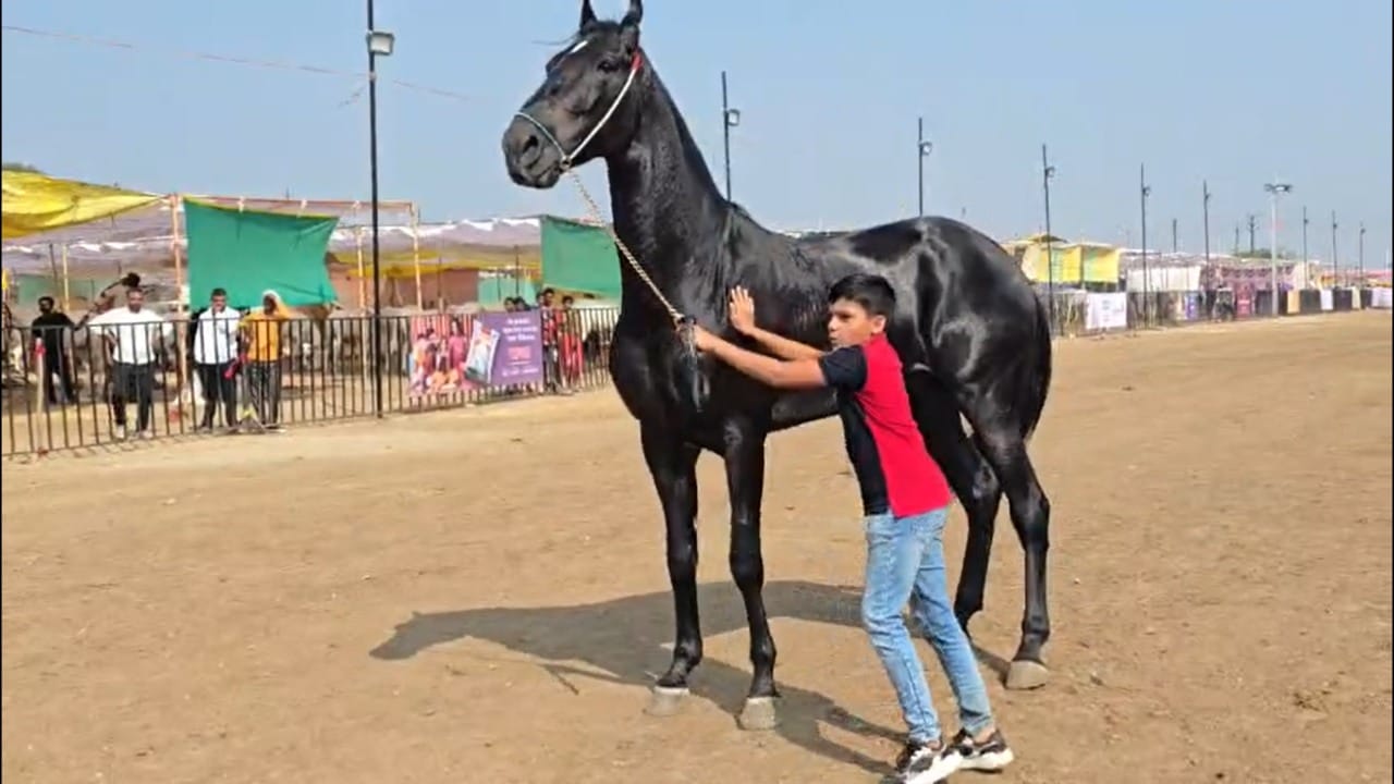 या स्पर्धांमध्ये घोड्यांची उंची, चाल, बांधा, रंग, शिस्त यांचा बारकाईने अभ्यास केला जातो. स्पर्धेत विजयी ठरणाऱ्या घोड्यांना ब्रीडिंगसाठी मोठी मागणी असते, त्यामुळे त्यांच्या किंमती लाखो-कोटींमध्ये पोहोचतात.