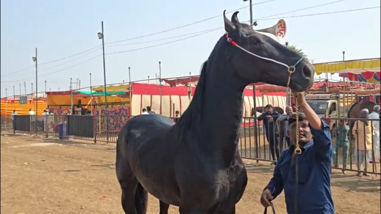 या बाजारात मारवाडी, काठेवाडी, सिंधी, पंजाबी तसेच गावठी अश्वांची मोठ्या प्रमाणावर खरेदी-विक्री होत आहे. राजस्थान, पंजाब, हरियाणा, उत्तर प्रदेश, आंध्रप्रदेश, तामिळनाडू आदी राज्यांत घोडेबाजार भरत असले, तरी सर्वात दर्जेदार आणि उत्कृष्ट घोड्यांचा बाजार सारंगखेड्याच्याच चेतक फेस्टिवलमध्ये भरतो, असे व्यापाऱ्यांचे मत आहे.