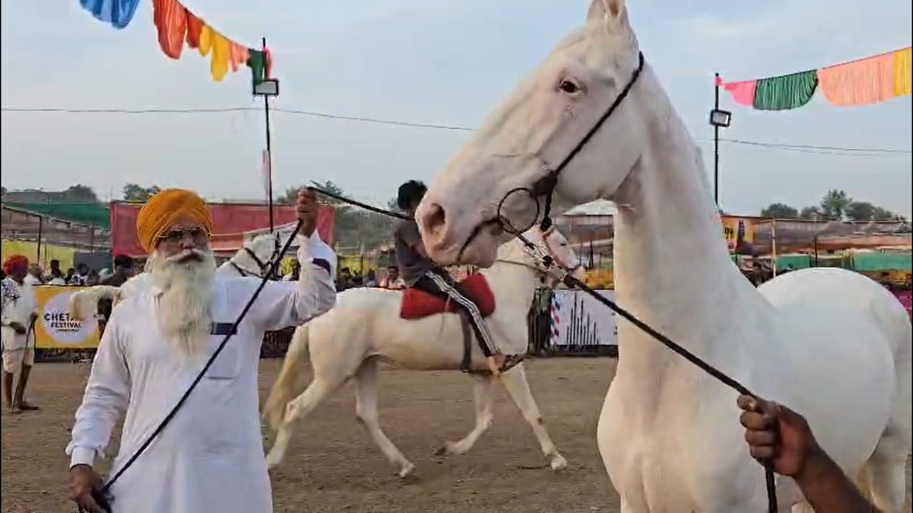 परंतु सरकारने या अश्वांच्या बाजाराकडे पाहिजे तसे लक्ष दिलेले नाही आहे. देशातील दुसऱ्या क्रमांकाचा अश्व बाजार आहे. यामुळे राज्य शासनाने या बाजाराकडे लक्ष देऊन, हा बाजार आणखीन मोठा कसा होईल यासाठी प्रयत्न केले पाहिजे. इतिहासाची साक्ष देणारी आणि अश्वसंस्कृती जपणारी सारंगखेड्याची यात्रा आजही तितकीच वैभवशाली आहे.