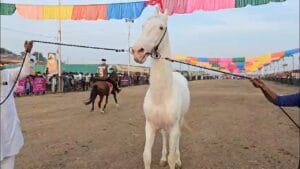 400 वर्षांची परंपरा, 50 हजारांपासून ते 15 कोटींपर्यंतचे घोडे अन्...; अश्वांच्या सर्वात मोठ्या पंढरीबद्दल तुम्हाला माहितीये का?