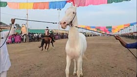 अश्वांच्या सर्वात मोठ्या पंढरीबद्दल तुम्हाला माहितीये का?.