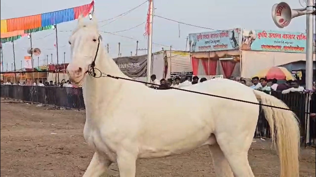 देशभरातून जातिवंत अश्व या यात्रेसाठी दाखल होत असून, सारंगखेडा हे उत्कृष्ट आणि जातिवंत घोड्यांसाठी जगप्रसिद्ध बाजार मानला जातो. देशभरात प्रसिद्ध असलेल्या सारंगखेड्याच्या चेतक फेस्टिवलला दत्त जयंतीच्या दिवशी खऱ्या अर्थाने सुरुवात होत असते. सारंगखेडा येथे महानुभाव पंथाचे एकमुखी दत्त मंदिर असून, दत्त जयंतीपासूनच या यात्रेला खरी सुरुवात होते.