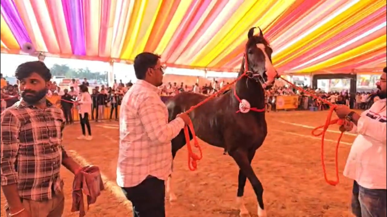 त्याचप्रमाणे उत्तर प्रदेशातील महेश्वर येथून आलेली मारवाडी जातीची रुद्राणी घोडी देखील आकर्षण ठरत आहे. पुष्कर बाजारात रुद्राणीसाठी १ कोटी १७ लाखांची मागणी झाली होती, मात्र मालकांनी विक्रीस नकार दिला.