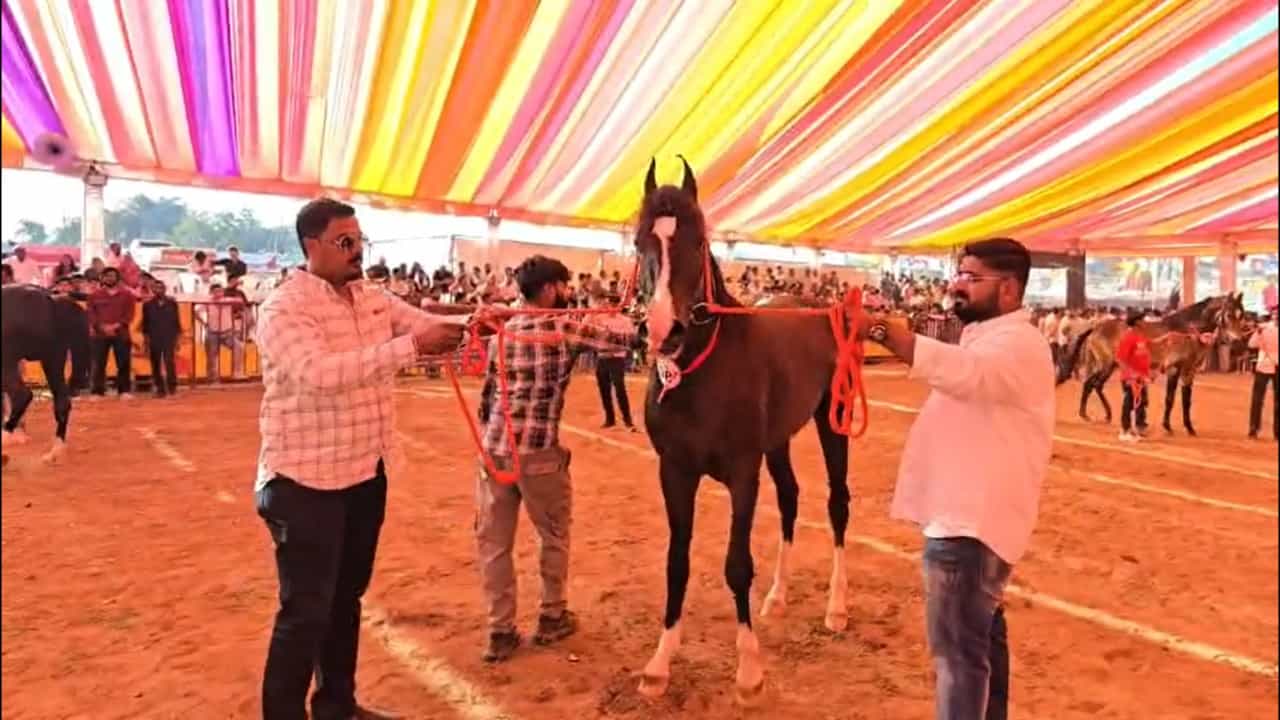 अश्वांची पंढरी म्हणून ओळख असलेल्या नंदुरबार जिल्ह्यातील सारंगखेड्याच्या जागतिक कीर्तीच्या चेतक फेस्टिवलला यंदाही मोठ्या दिमाखात सुरुवात झाली आहे. १८व्या शतकापासून सुरू असलेल्या या ऐतिहासिक यात्रेचा संबंध थेट छत्रपती शिवाजी महाराज, छत्रपती संभाजी महाराज आणि महाराणा प्रताप यांच्या अश्वपरंपरेशी जोडला जातो.