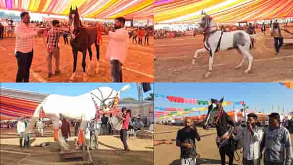 50 हजार ते 15 कोटी... सारंगखेडा चेतक फेस्टिव्हलमध्ये घोड्यांमुळे व्यापारी मालामाल, कोट्यवधींची विक्रमी उलाढाल