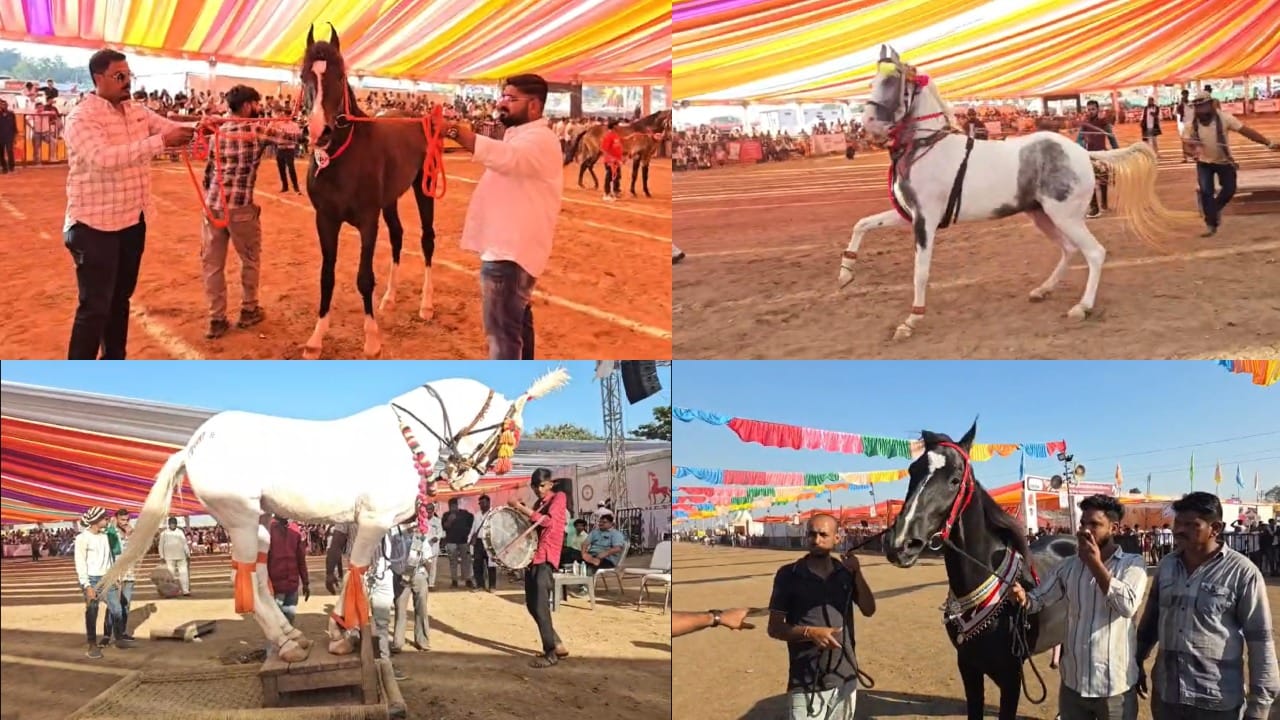 50 हजार ते 15 कोटी... सारंगखेडा चेतक फेस्टिव्हलमध्ये घोड्यांमुळे व्यापारी मालामाल, कोट्यवधींची विक्रमी उलाढाल 50 हजार ते 15 कोटी... सारंगखेडा चेतक फेस्टिव्हलमध्ये घोड्यांमुळे व्यापारी मालामाल, कोट्यवधींची विक्रमी उलाढाल