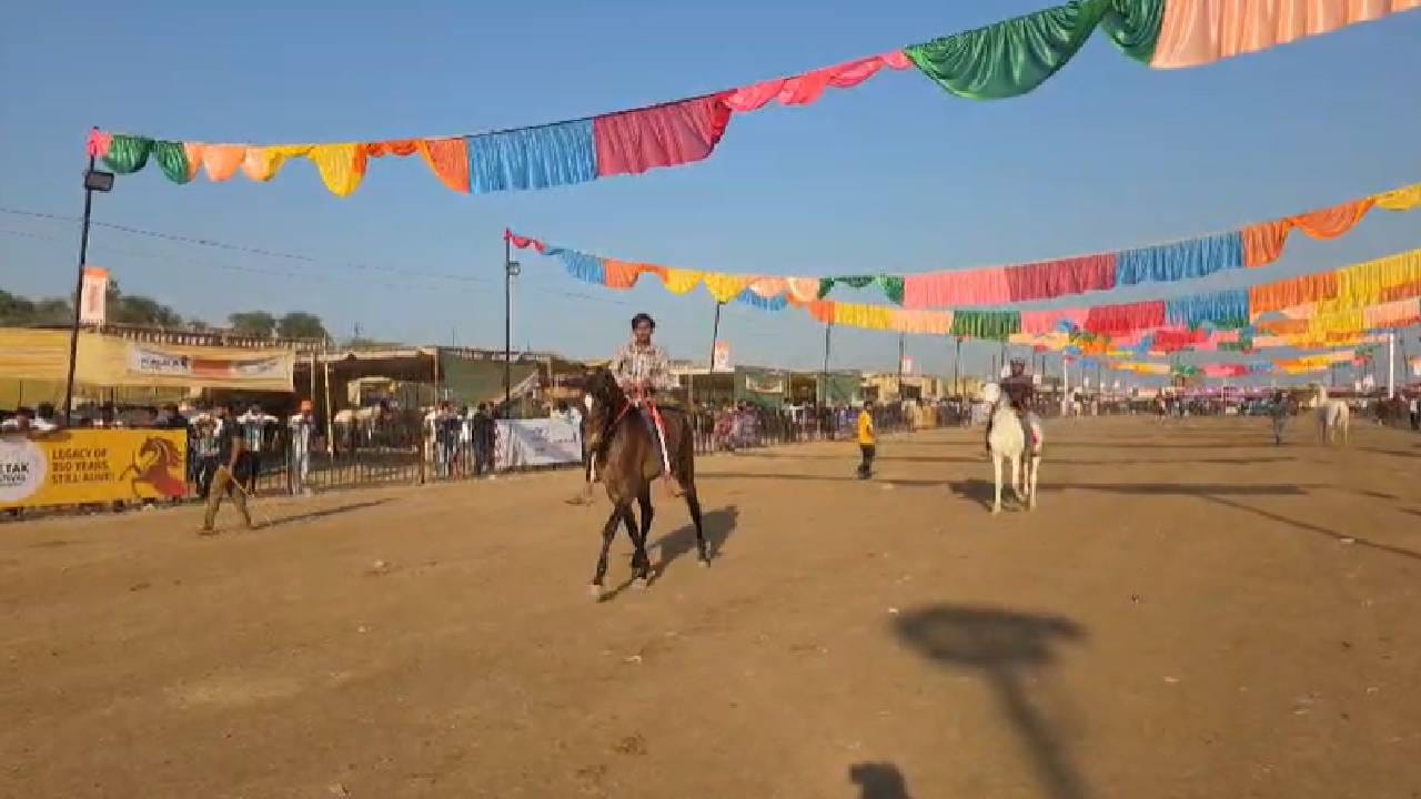 सारंगखेड्याचा अश्वबाजार पावला; 606 घोड्यांच्या विक्रीती 3 कोटी 35 लाखांची उलाढाल